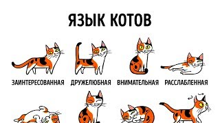 КАК НАЙТИ ОБЩИЙ ЯЗЫК СО СВОИМ КОТОМ [upl. by Redyr416]