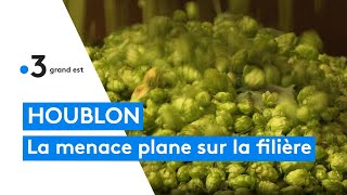 Préserver la production de houblon essentielle pour les brasseries locales [upl. by Link200]