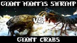 Giant Smashing Mantis Shrimp VS Giant Crabs [upl. by Zednanreh]