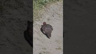 PTARMIGAN ALASKAstatebird [upl. by Currie571]