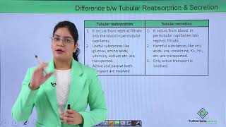 Class10th – Tubular Secretion  Excretory System  Tutorials Point [upl. by Llenoil]