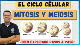 EL CICLO CELULAR MITOSIS Y MEIOSIS MARAVILLOSO BIEN EXPLICADO [upl. by Etnoed]