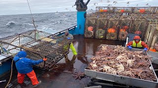 Fishermen catch hundreds of tons of king crab this way catching crabs with cage nets every year [upl. by Eerihs]