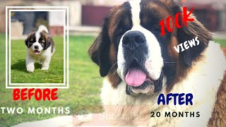 Saint bernard puppy growing up  2 to 20 months [upl. by Whiteley]