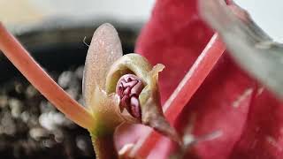 Begonia Maculata quotSpottedquot  Growth Time Lapse [upl. by Yttam]