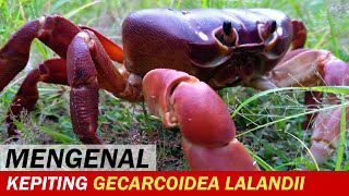 Mengenal Kepiting Darat Kibau atau Gecarcoidea lalandii  Video Pengetahuan  Crabpedia [upl. by Irena]