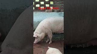 The Science Behind Pig Fattening pig pigfarmvideo pigfeed farm animals large farm [upl. by Anairol]