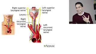 أمراض الغدة الدرقية quot9quot  Graves Disease Management [upl. by Bozuwa852]