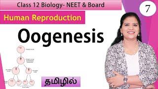 Oogenesis and Folliculogenesis  Class 12 Biology  தமிழ் [upl. by Olivero]