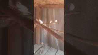 Zaber finch sparrow colony ara akber shah zaber finch sparrow like subscribe [upl. by Alrahs]