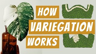 How does Variegation Work The Biology Behind Monstera Albo Thai Constellation and Other It Plants [upl. by Sixele209]