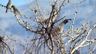 Gambels Quail Calling [upl. by Moguel]