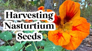 How to Harvest Nasturtium Seeds  Easy Seed Saving  Use in Next Years Garden for Free [upl. by Carver]