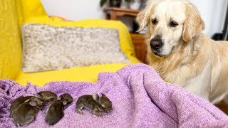 Golden Retriever and Baby Bunnies 7 days old Friendliest Dog [upl. by Nnaoj123]