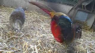 Red Golden Pheasant [upl. by Rice224]