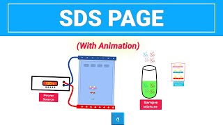 SDS PAGE  Gel Electrophoresis with animation [upl. by Nahsez]