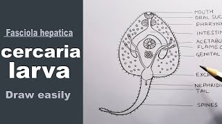 how to draw cercaria larva cercaria larva diagram  Fasciola hepatica larva [upl. by Lachlan950]