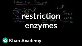 Restriction enzymes [upl. by Ardnassac]