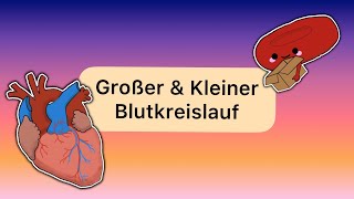 Großer amp Kleiner Blutkreislauf Körper amp Lungenkreislauf [upl. by Domeniga]