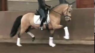 wwwdressurstallsandbrinkde 2016 pony stallion dressage [upl. by Cleopatra143]