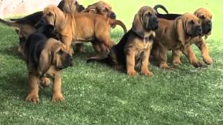 Tarrats bloodhounds [upl. by Lladnew]