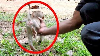 WOW Brave Monkey Will Attack Who Catch The Babies Monkeys  New Pigtail Baby Monkey Caught [upl. by Hafital593]