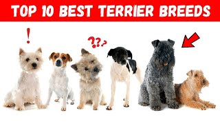 10 Best Terrier Breeds Ever You Wont Believe Whats 1 [upl. by Kathryn]