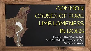 Forelimb lameness [upl. by Swann424]