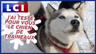 Jai testé pour vous  le chien de traîneaux [upl. by Lourdes]