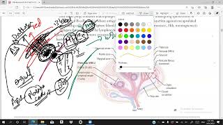 Spleen  Lymphoid structures  Immunology  First Aid Lectures  Lec2 drjamillectures [upl. by Adlei871]