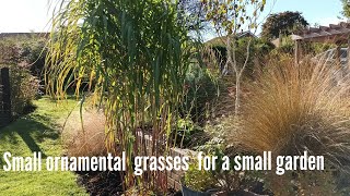 Small ornamental grasses for a small garden [upl. by Kinney]