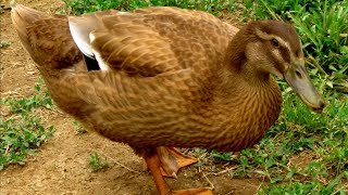 Khaki Campbell Ducks  Lay More Eggs Than Most Chickens [upl. by Rhianon]