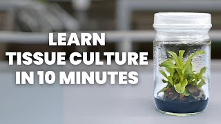 Tissue Culture Beginners Guide  Learn ALL the Basics [upl. by Clower]