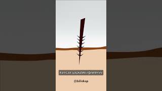 Arılar Soktuklarında Neden Ölür [upl. by Westbrook]