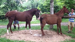 Good Horse mating in my farm🐎Happy Farm Part 9 [upl. by Sivat]