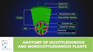 ANATOMY OF DICOTYLEDONOUS AND MONOCOTYLEDONOUS PLANTS [upl. by Enyad]