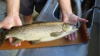 How to Fillet Brown Trout  Kadandy Cottage Lake Brunner New Zealand [upl. by Jayme783]