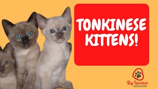 Tonkinese Cat  Tonkinese Kittens Learn Tonkinese cat colors and the Tonkinese cat personality [upl. by Eenor]