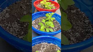 Petunia plant care trending ytshorts [upl. by Siravrat]