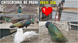 🦚 Cea mai MARE CRESCĂTORIE de PĂUNI din zona MOLDOVEI la BÂRLAD ❗Aproape 400 de păuni  part 1 🦚❤ [upl. by Hgierb978]