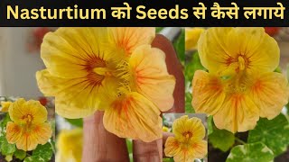 How to Grow Nasturtium from Seeds nasturtium humskills [upl. by Zaraf]