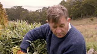 Pride of Madeira Echium Candicans Plant Care Deadheading flowering plants [upl. by Willem]