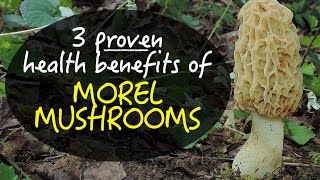 3 Proven Health Benefits Of Morel Mushrooms [upl. by Sik]