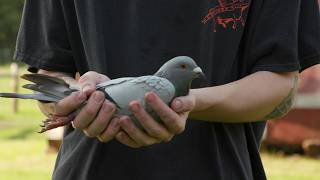 Wisconsin Life  Family passion for pigeon racing [upl. by Diba]