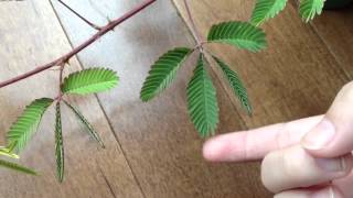 Sensitive Plant Cool [upl. by Mctyre]