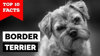 Border Terrier  Top 10 Facts [upl. by Itin]