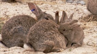 The Burrowers Animals Underground  Baby Rabbits  Wildlife Documentary  Natural History [upl. by Lowndes]