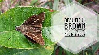 Beautiful Brown Skippers and Hibiscus [upl. by Ennaeirrac796]