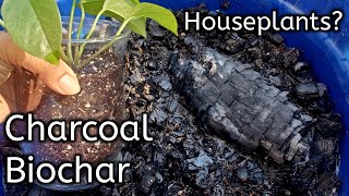 How Can We Use Charcoal In Our Gardens amp Houseplants Making CharcoalBiochar [upl. by Halden]