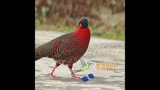 Satyr Tragopan Display [upl. by Dearman627]